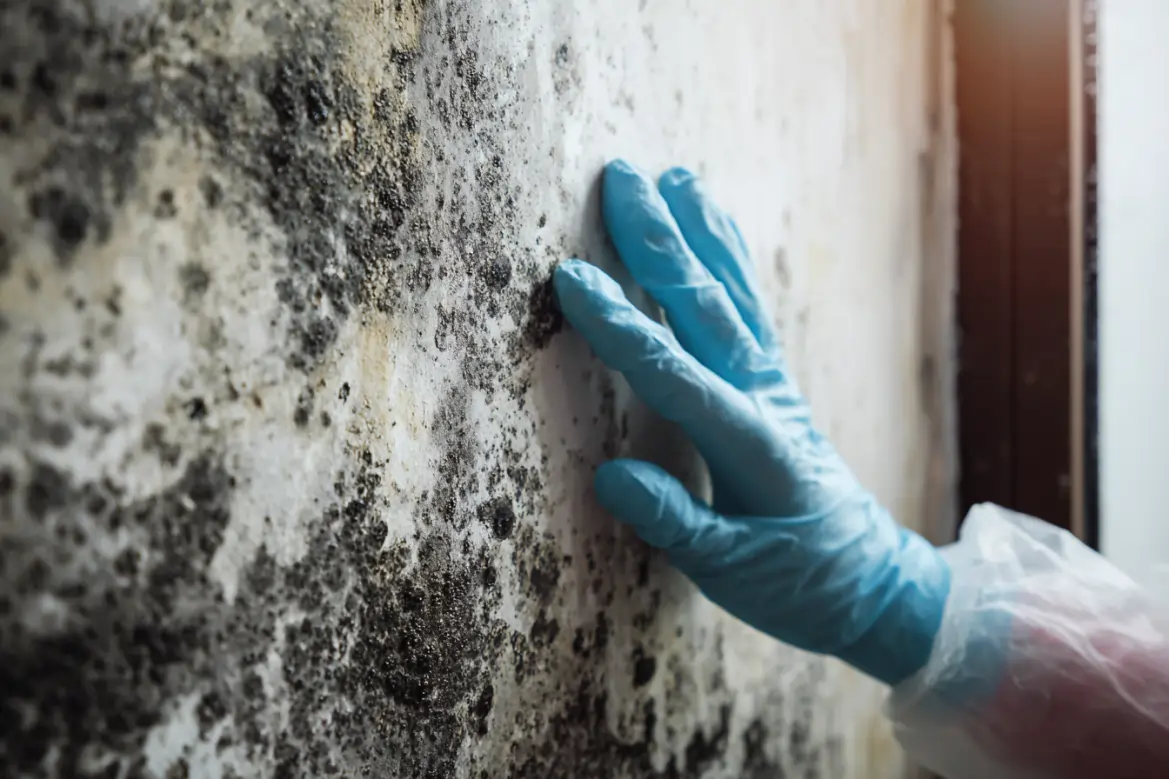 black mold removal